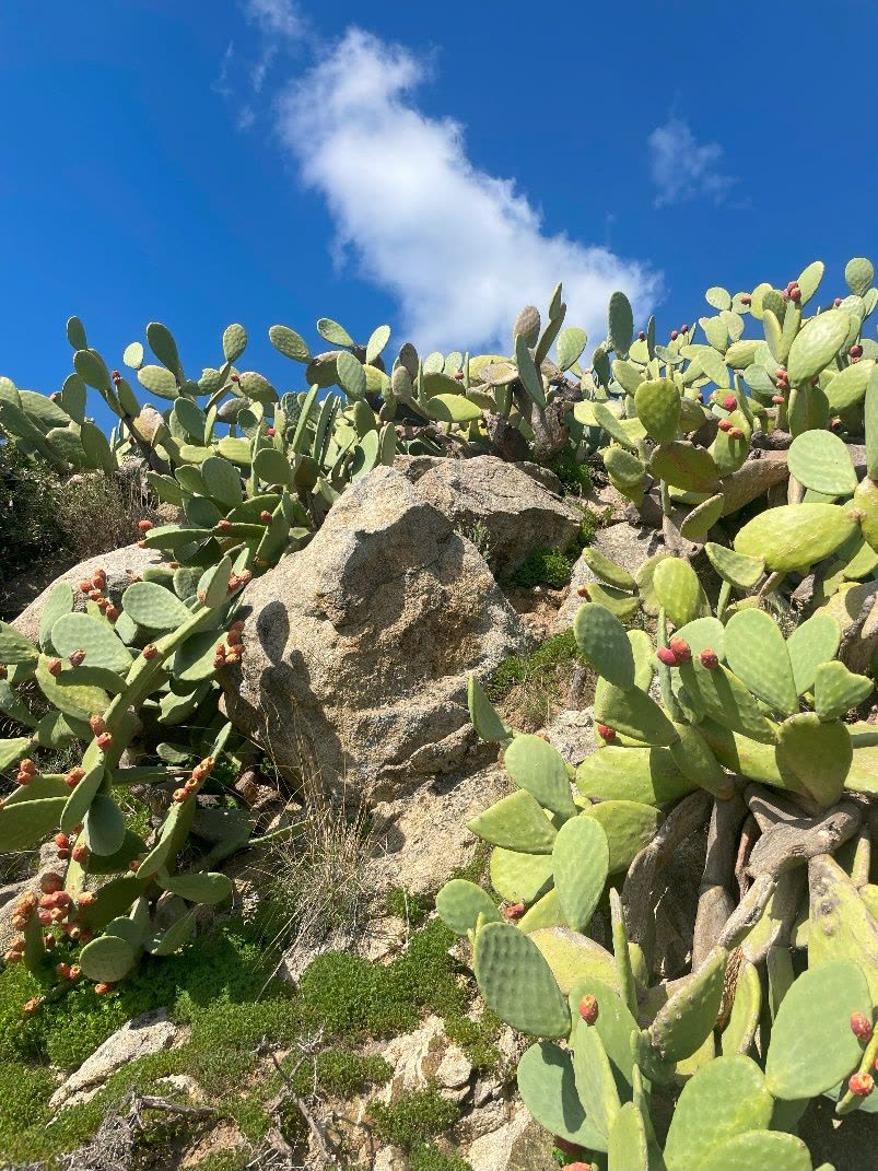 Prickly pear cactus on a rocky hillside